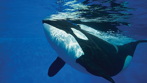 See Orcas at SeaWorld San Antonio