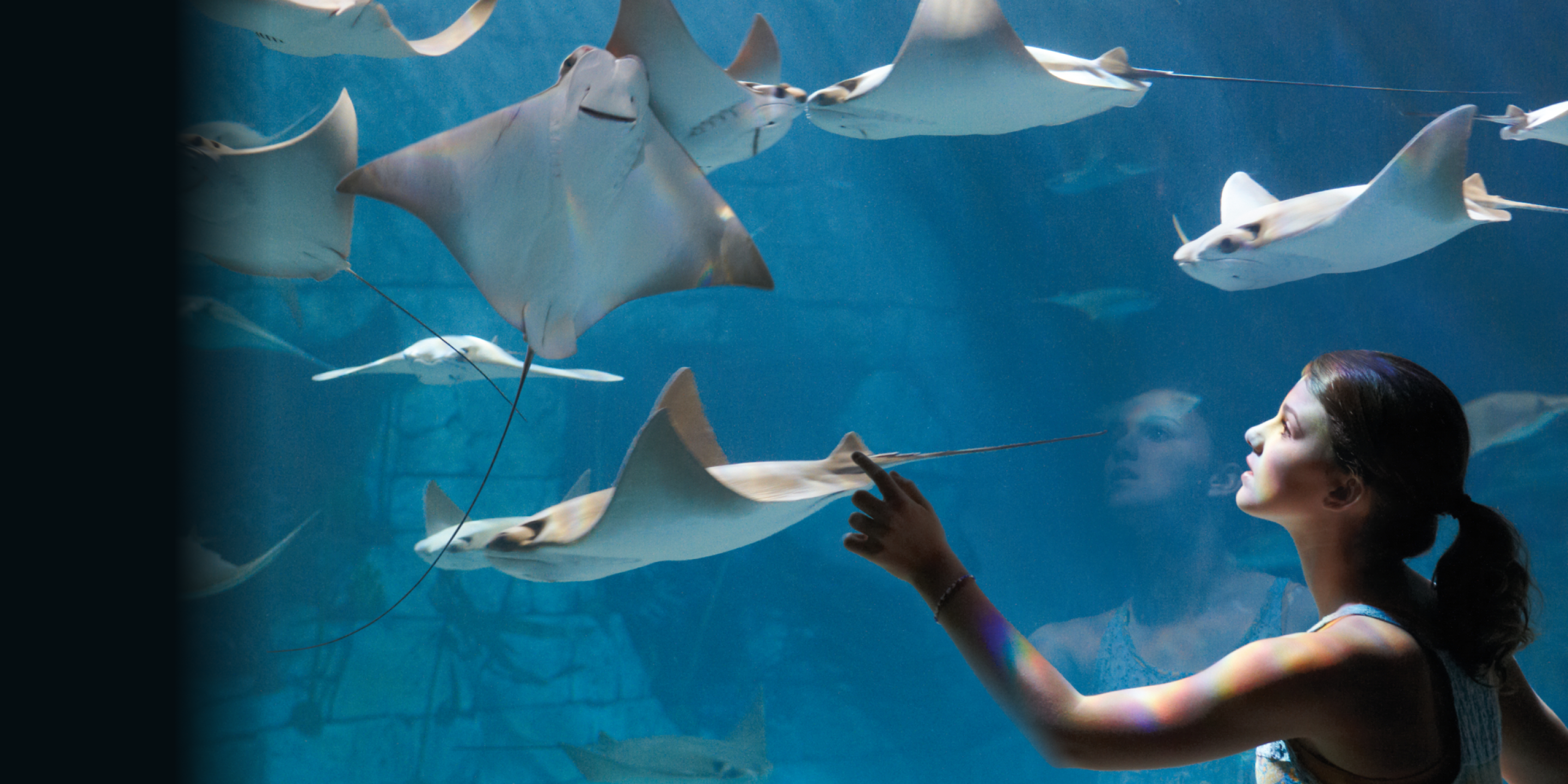 A girl pointing at an aquarium filled with Sting Rays