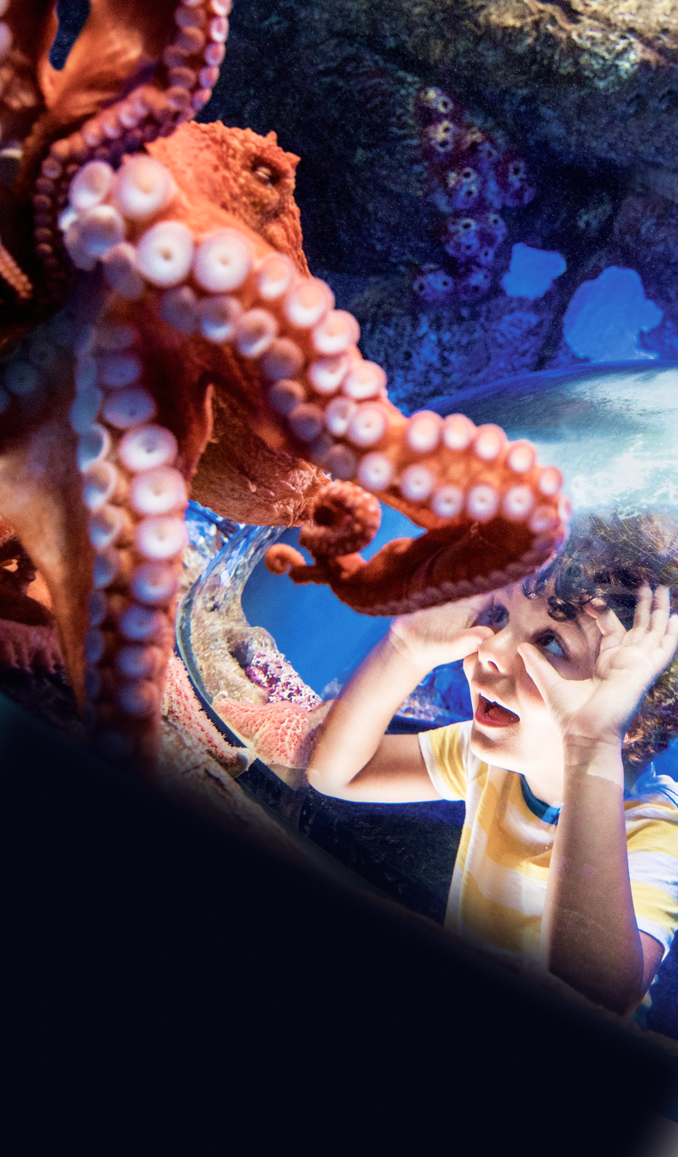 A boy staring in awe at a pink octopus in an aquarium