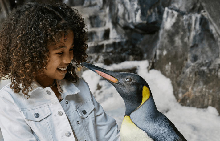 Young girl meeting a penguin
