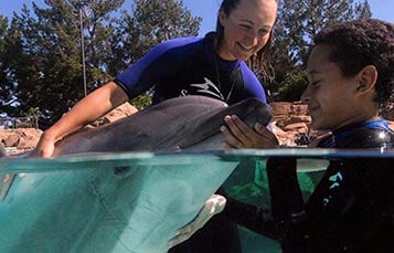 Swim with Dolphins SeaWorld San Diego