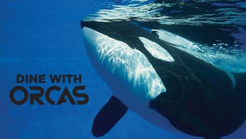 Dine with Orcas at SeaWorld San Diego