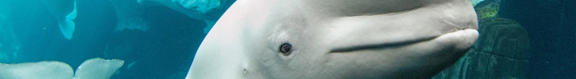 Beluga Up-Close Encounter