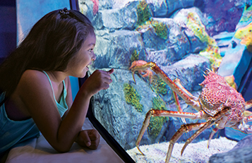 Ocean Explorer Animal Exhibits Crabs