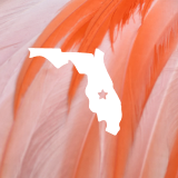 A white silhouette of Florida state over flamingo feathers