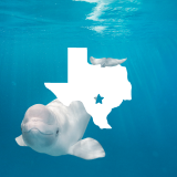 A white silhouette of Texas state over a beluga whale in deep blue water