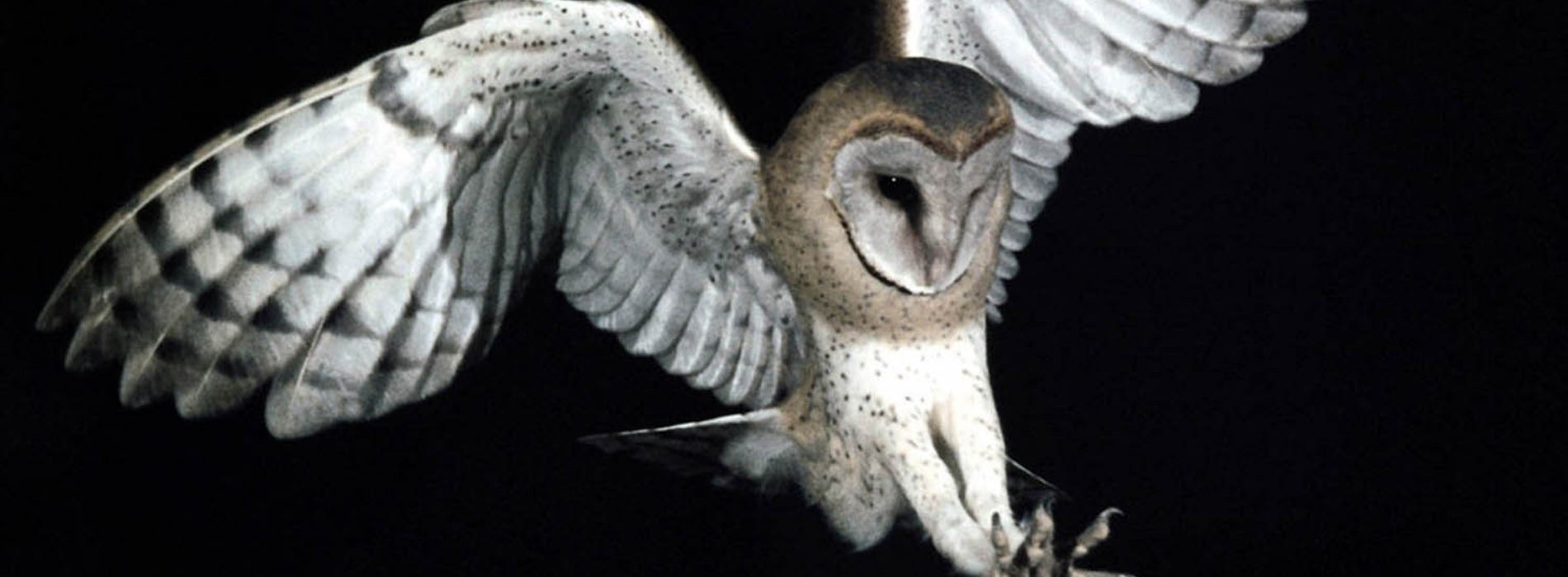 A barn owl swooping downward in the air