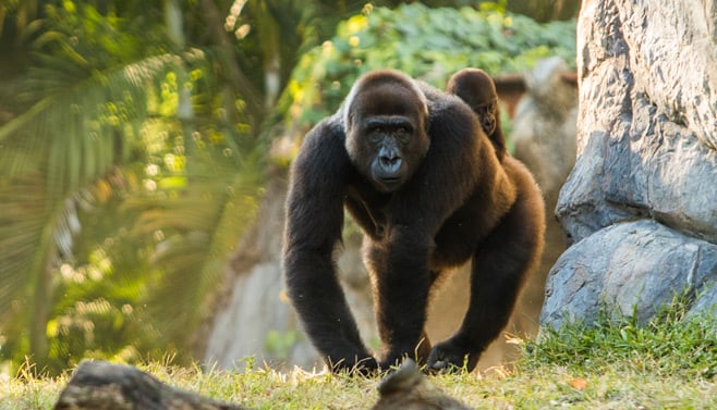 Gorilla walking and carrying a young baby on back