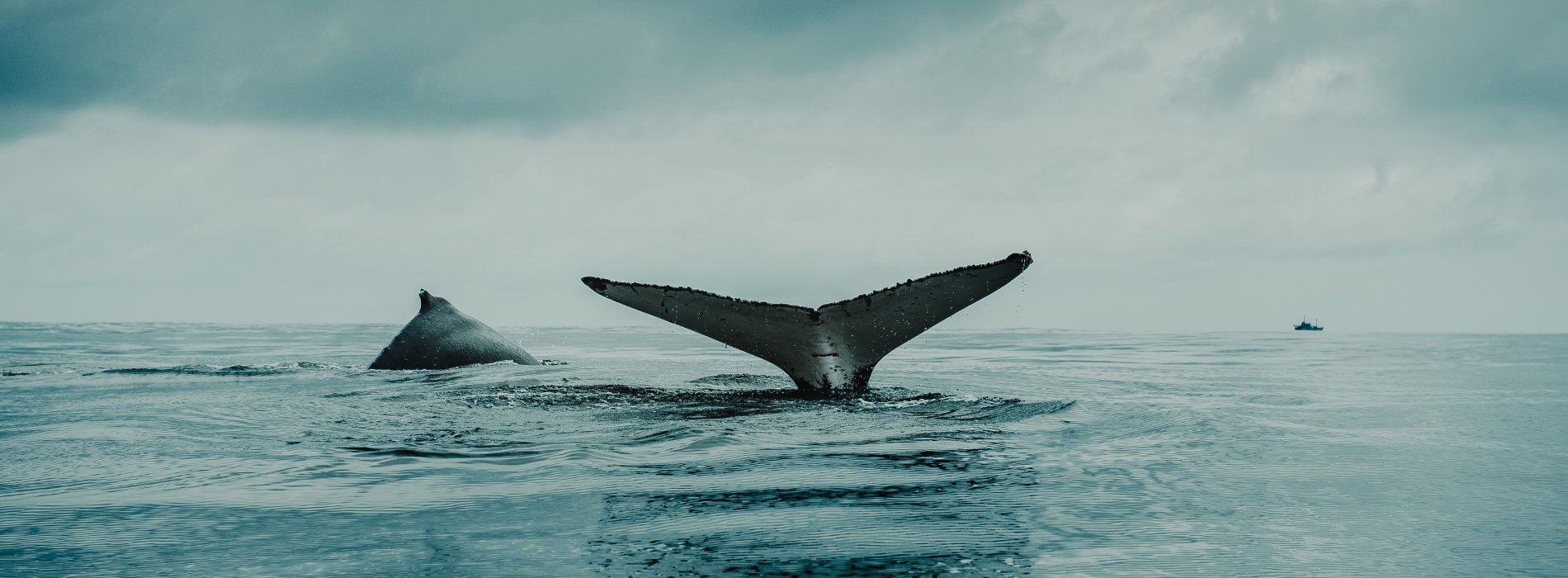 Multiple whales breeching, one tail and one dorsal fin above the surface of the ocean