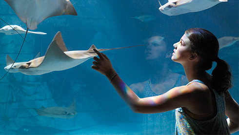 Visit SeaWorld Orlando