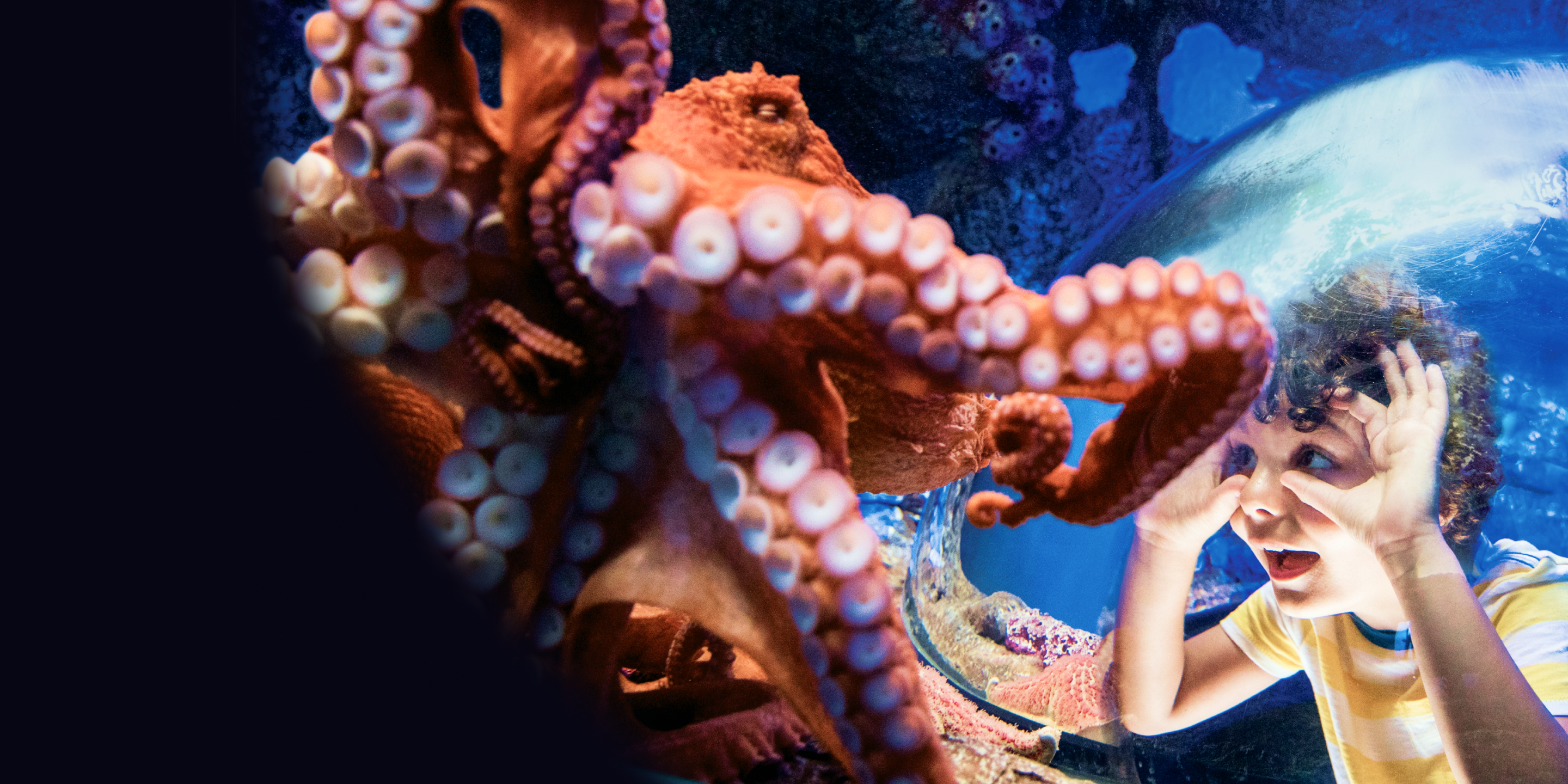 A boy staring in awe at a pink octopus in an aquarium