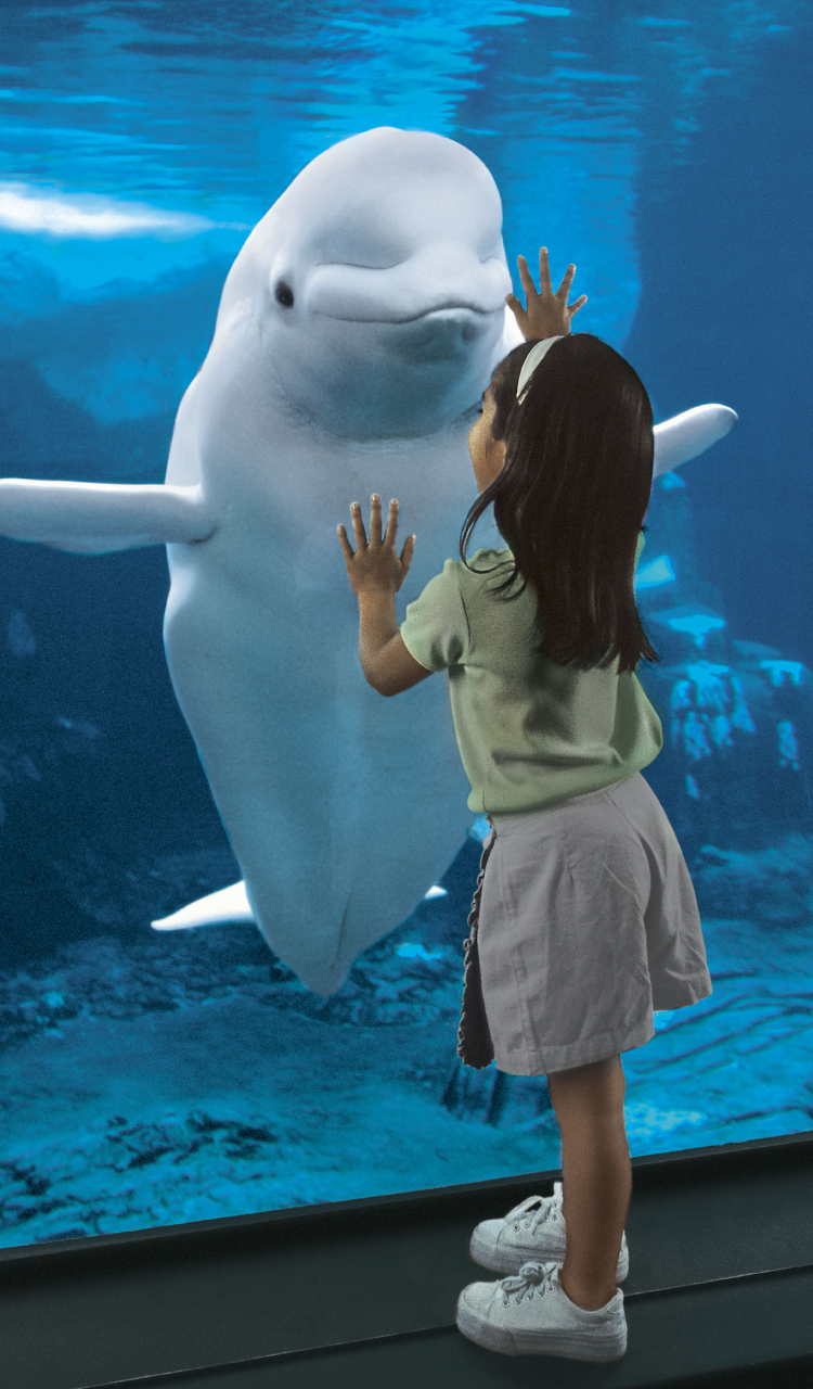 A girl standing in front of a young Beluga Whale in an aquarium