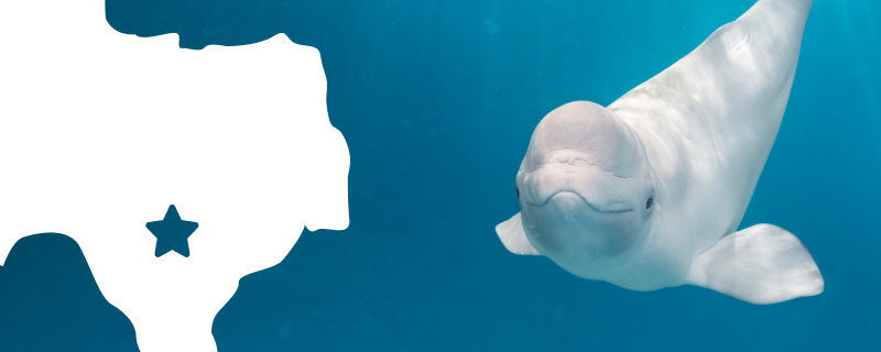 A white silhouette of Texas state over a beluga whale in deep blue water
