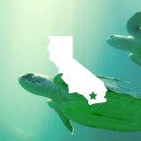 A white silhouette of California state over sea turtles swimming