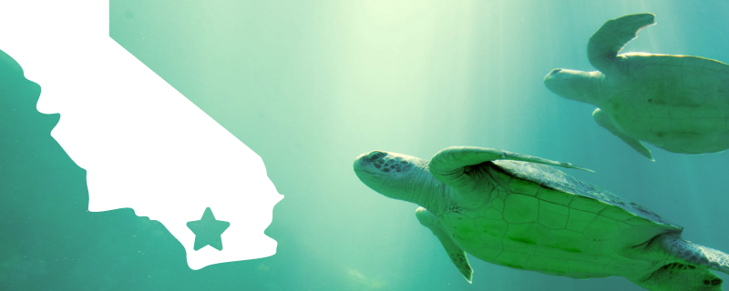 A white silhouette of California state over sea turtles swimming