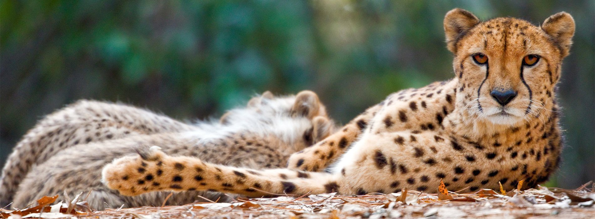 An adult cheetah lying down