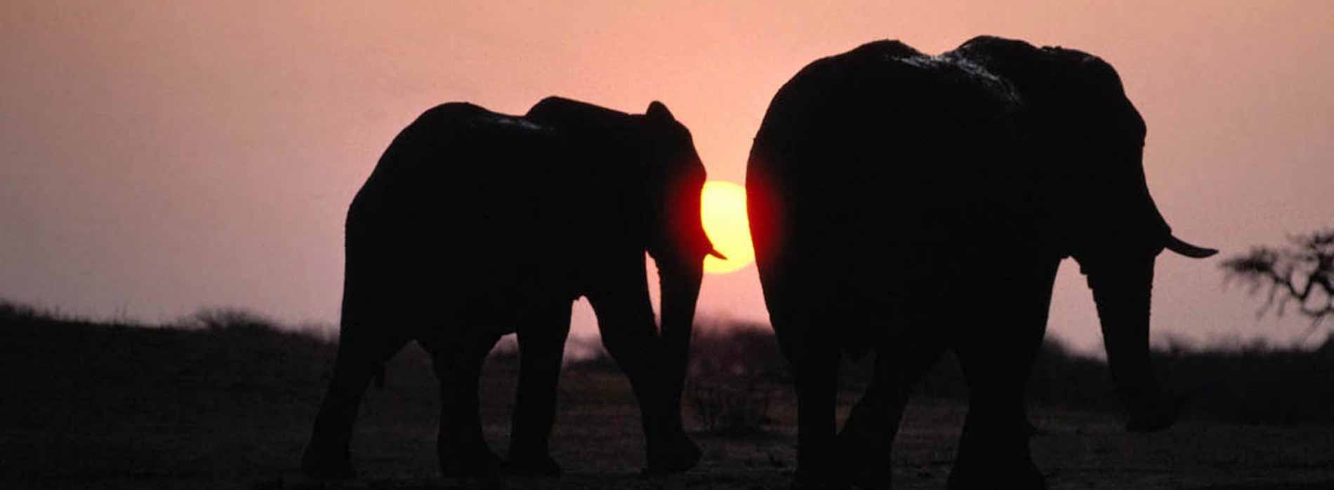 The silhouette of two elephants walking in front of a setting sun