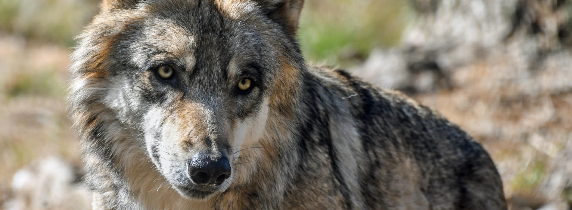 A close cropped image of an adult Gray Wolf looking off to the right