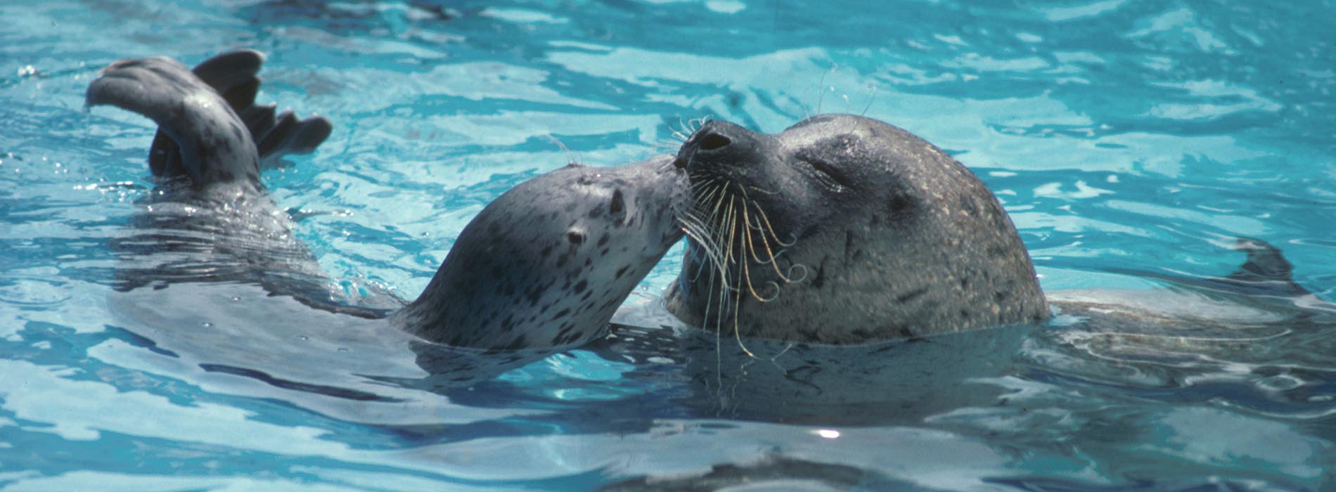 A baby harbor seal kisses an adult harbor seal in blue water