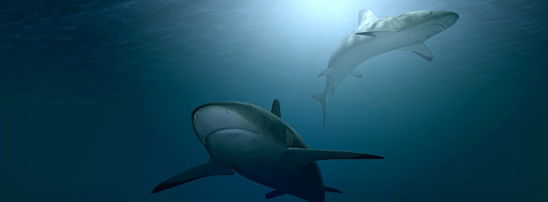 two sharks swim in opposite directions in deep water