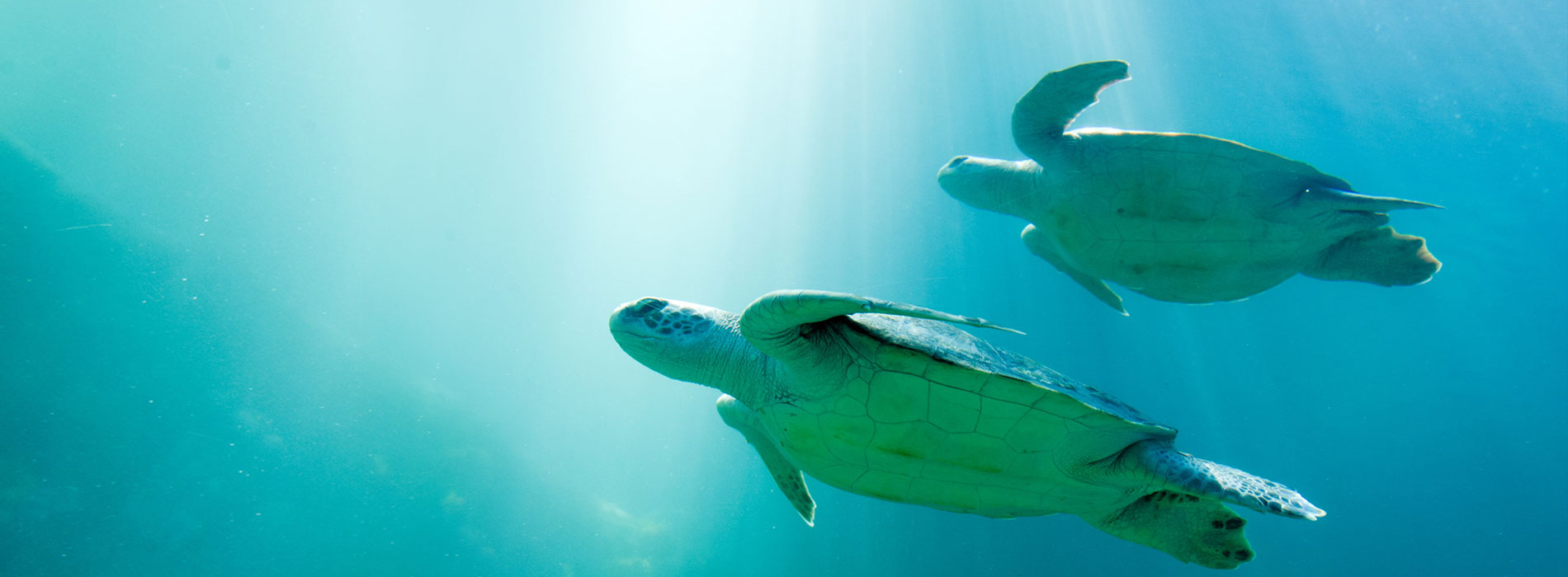 two sea turtles swim toward the surface of the water