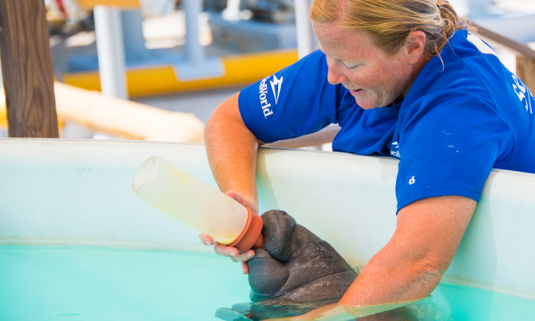 A SeaWorld animal care specialist feeding a baby manatee in a pool from a bottle