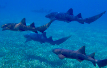 Nurse Shark