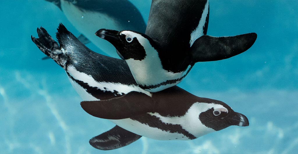 Penguins diving into water