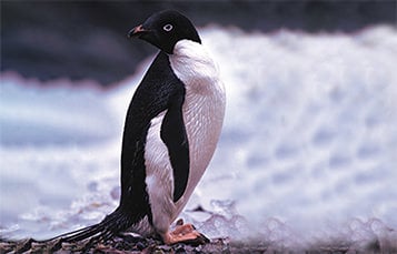 A penguin with head turned backwards to look behind it