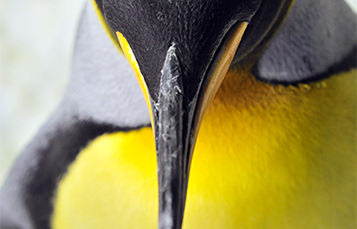Close up of a penguin's beak, viewed from the top
