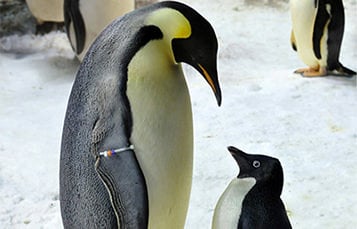 A young penguin stands in front of an adult and the two look at each other.