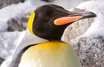 emperor penguin close up
