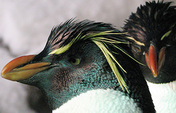 southern rockhopper penguin