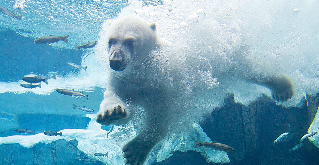 A polar bear diving into water