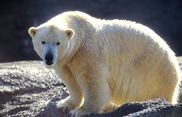 Polar Bear