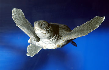 Sea Turtle