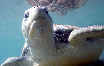 Sea Turtle