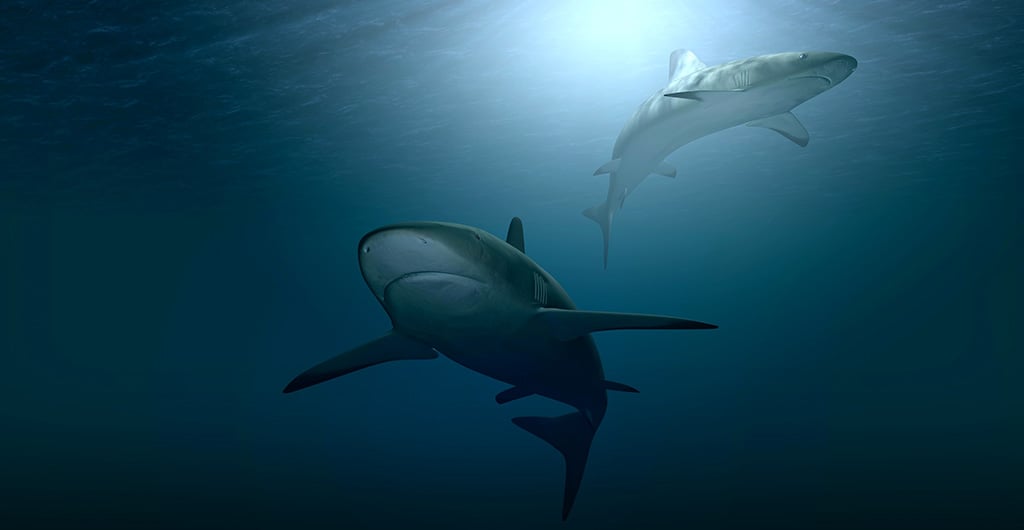 Two sharks, seen from below looking toward the water's surface