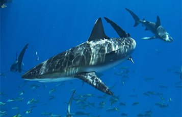 Two sharks swim over a school of fish.
