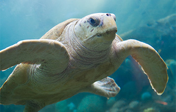Sea Turtle