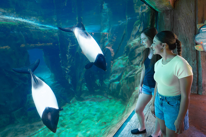 Aquatica