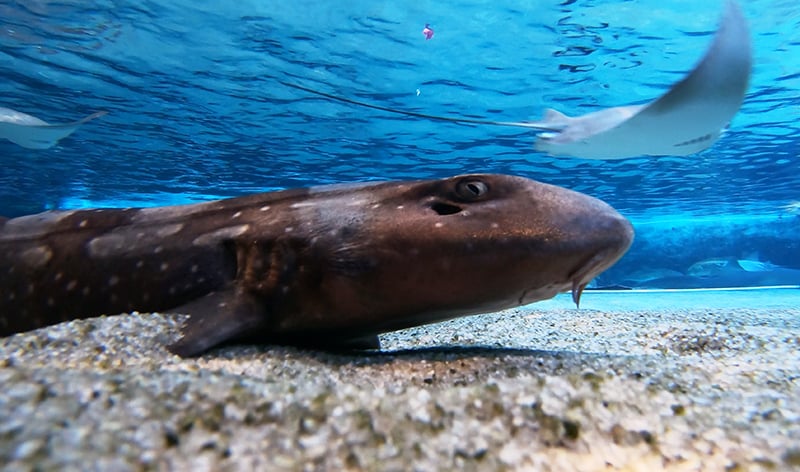 Bamboo Shark