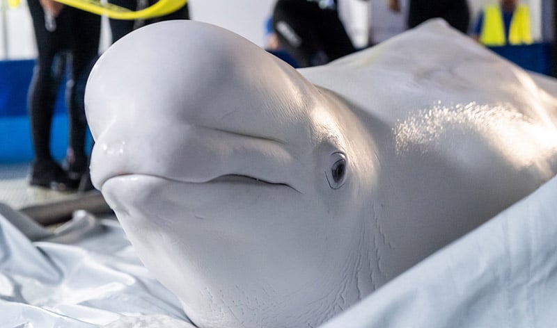 Beluga Whale Rescue