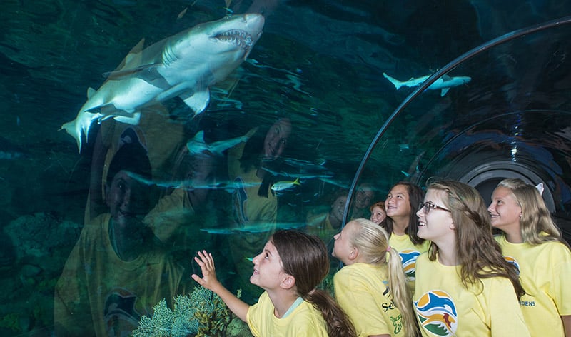 SeaWorld campers in the Sharks Encounter tunnel