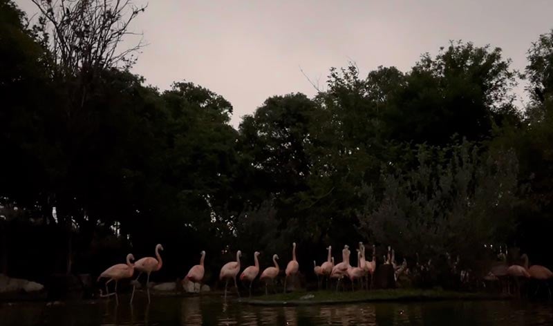Flamingos react to the 2024 eclipse at SeaWorld San Antonio