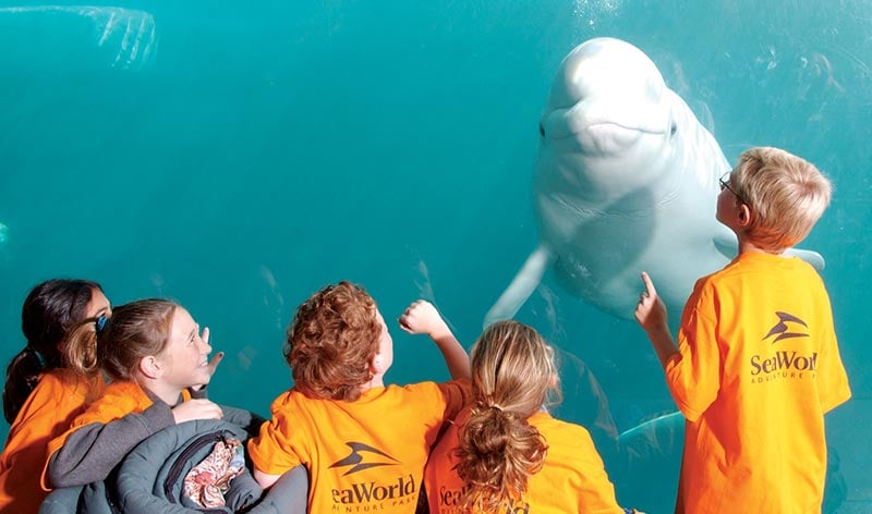 SeaWorld campers in front of beluga whale underwater viewing