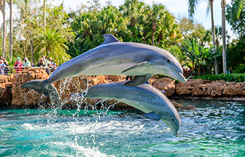 Dolphins jumping