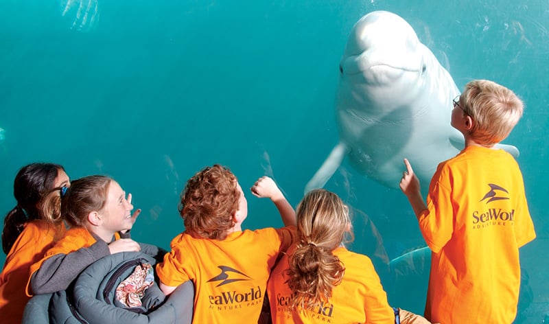 SeaWorld campers at the beluga whale exhibit