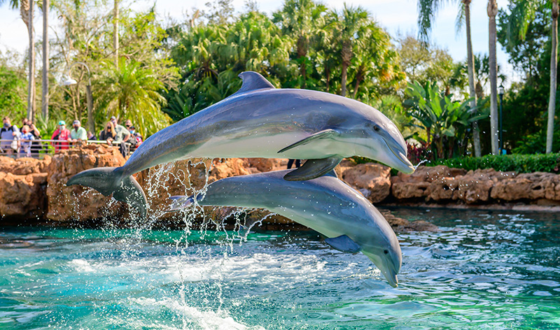 Dolphins jumping