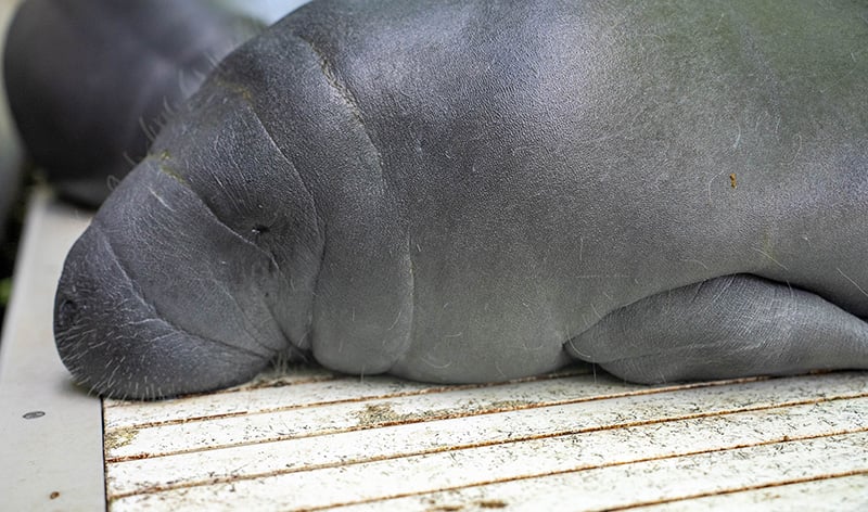 Manatee